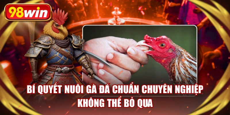 Nuôi Gà Đá | Bí Quyết Chuẩn Không Thể Bỏ Qua 98WIN
