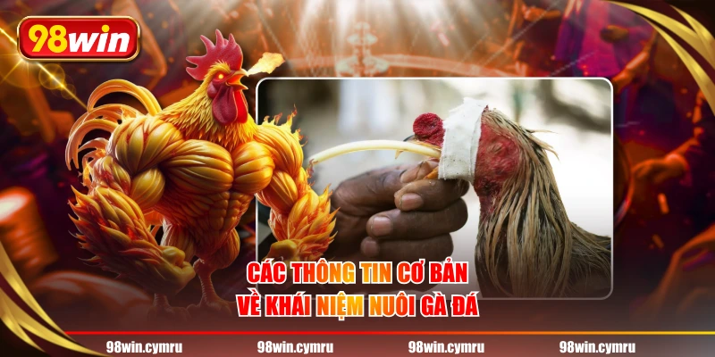 Các thông tin cơ bản về khái niệm nuôi gà đá