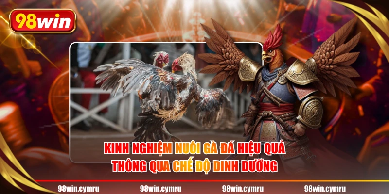 Kinh nghiệm nuôi gà đá hiệu quả thông qua chế độ dinh dưỡng